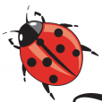 ladybird